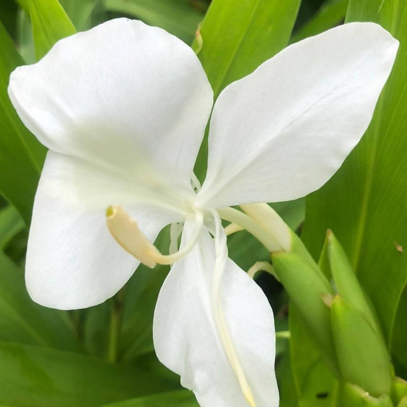 where to buy white ginger lily Hedychium coronarium, Ginger Lily, Butterfly Ginger, White Ginger (0.5 – IM Garden Mart