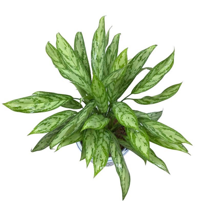 aglaonema silver queen nombre comun Aglaonema 'Silver Queen' – IM Garden Mart