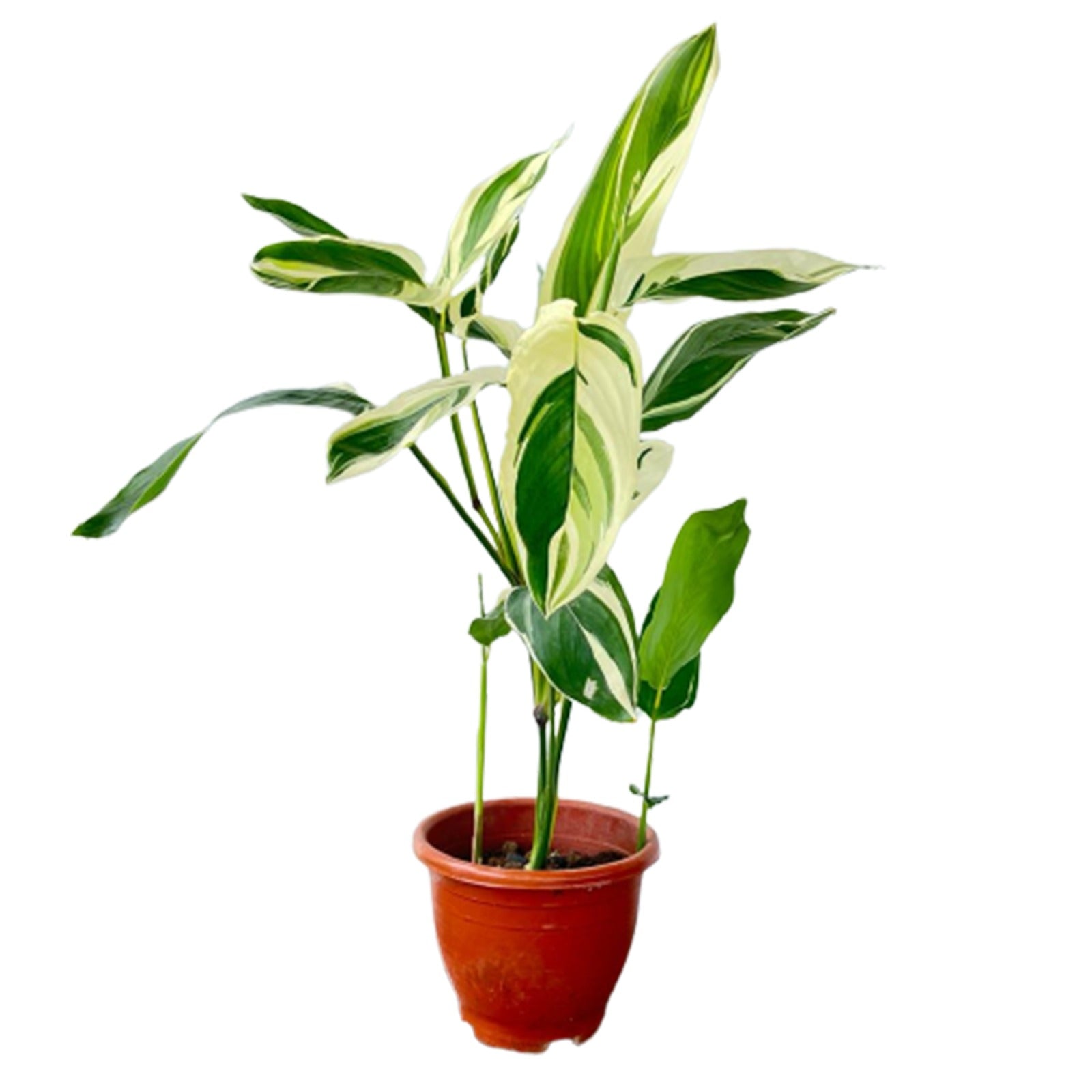 variegated arrowroot plant indoor Maranta arundinacea (Variegated) (0.8m) – IM Garden Mart
