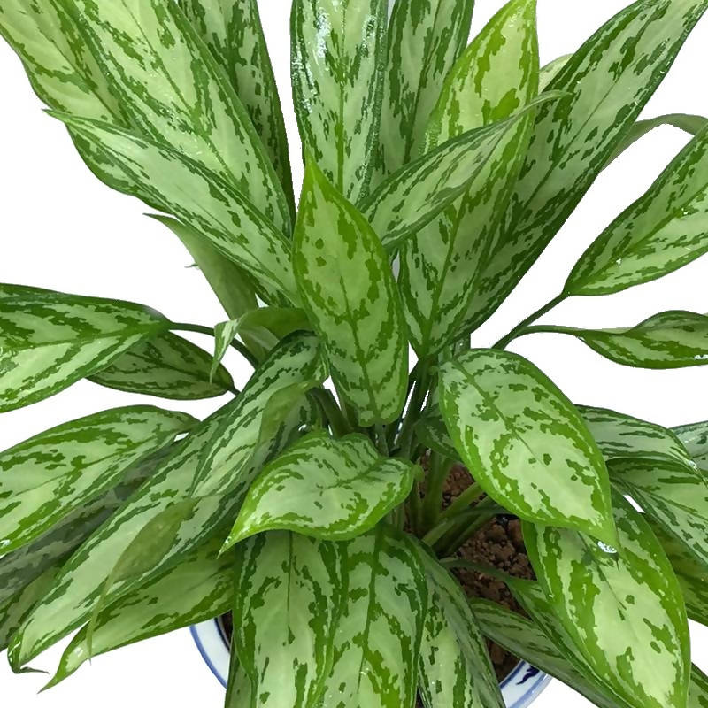 aglaonema queen Aglaonema 'Silver Queen' – IM Garden Mart