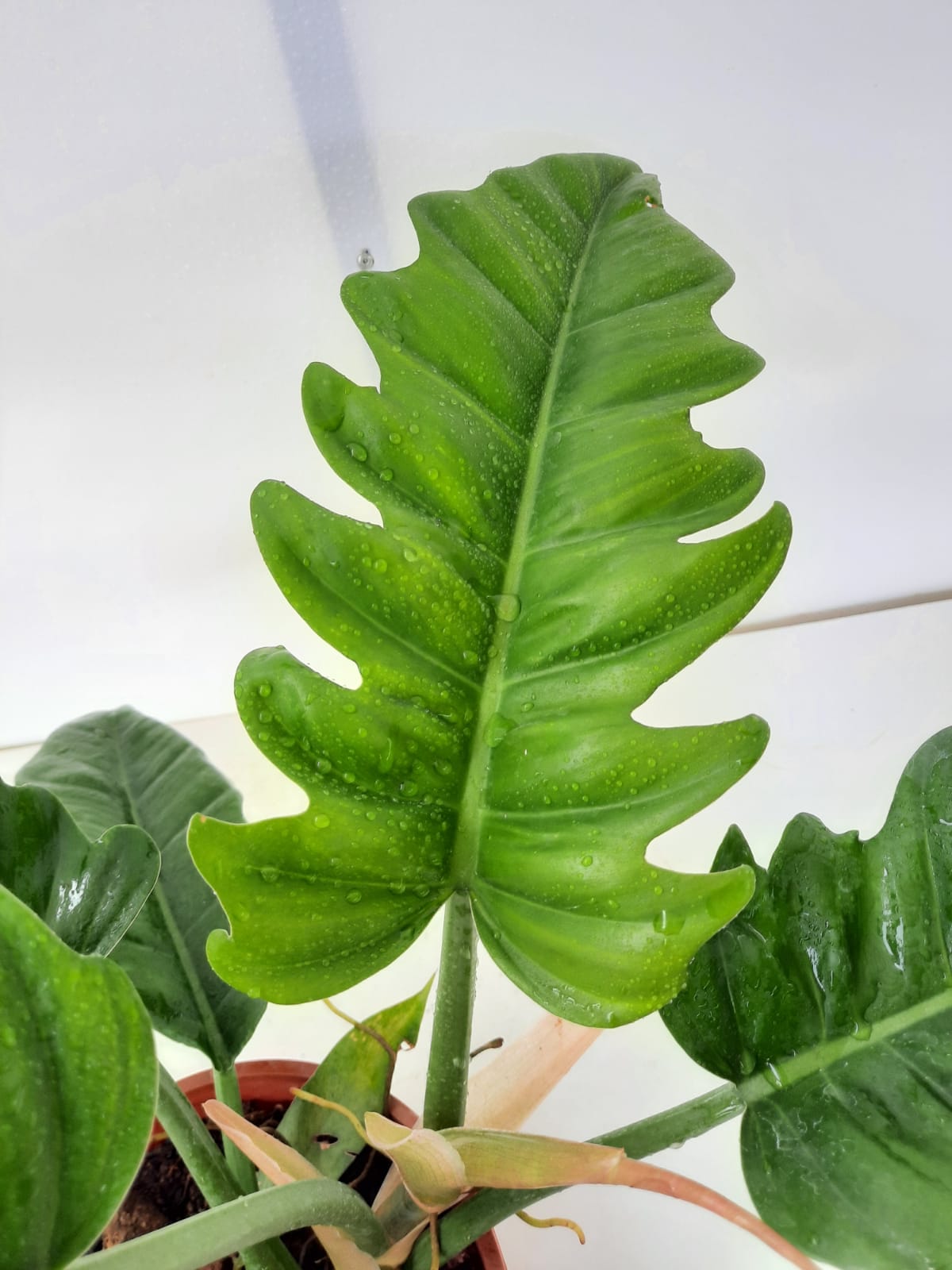 philodendron lacerum Philodendron lacerum 'aff' (0.35m)* – IM Garden Mart
