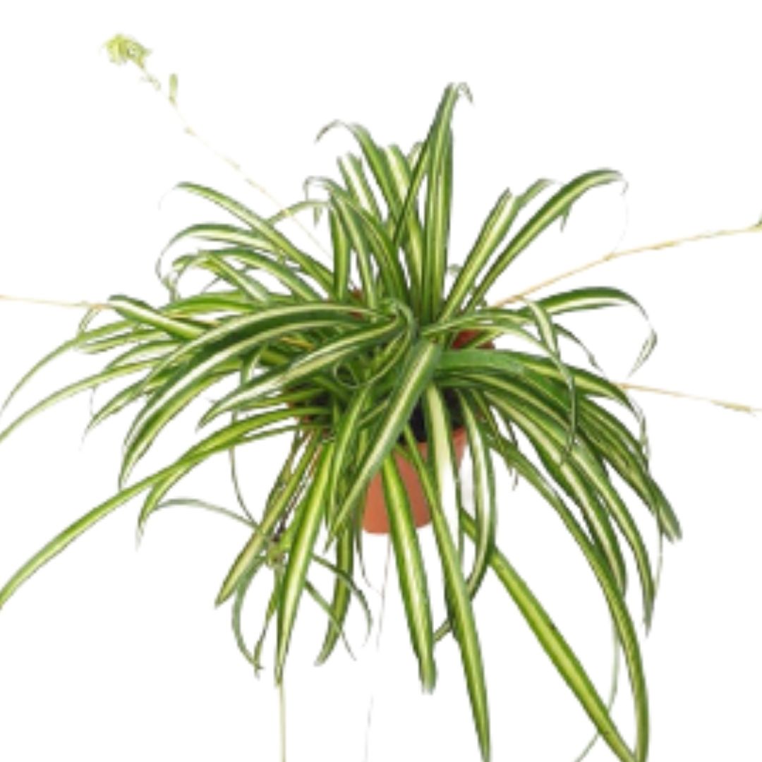 chlorophytum capense Chlorophytum capense Variegated Leaf (Spider Plant) (0.25m)* – IM Garden Mart