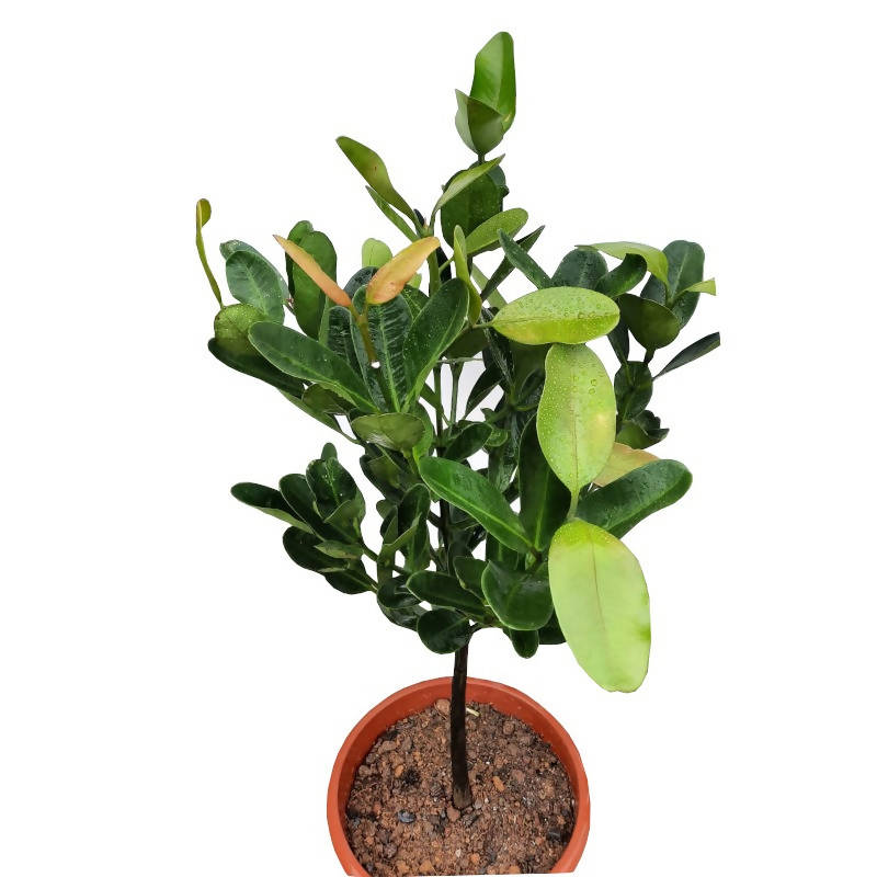 Garcinia subelliptica, Happiness tree (1.3m) – IM Garden Mart