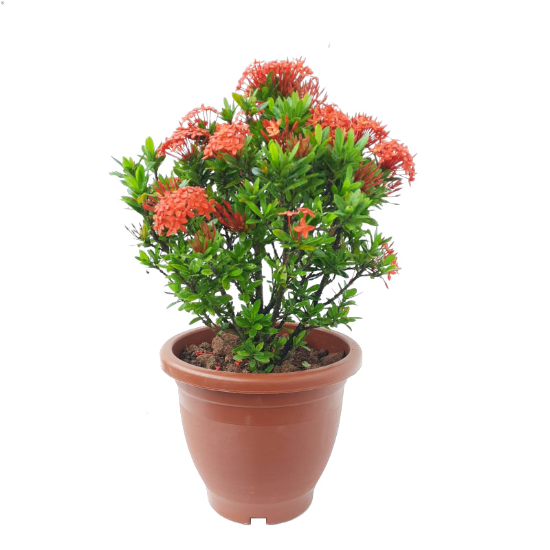 Ixora 'Dwarf Red' (0.5m) – IM Garden Mart