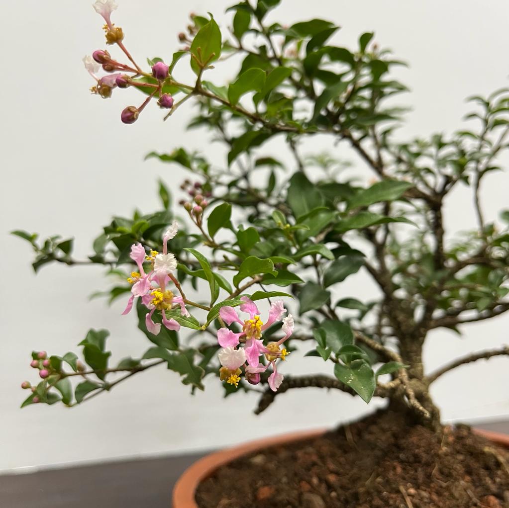 Malpighia glabra, Wild Crapemyrtle Bonsai (0.25m) – IM Garden Mart