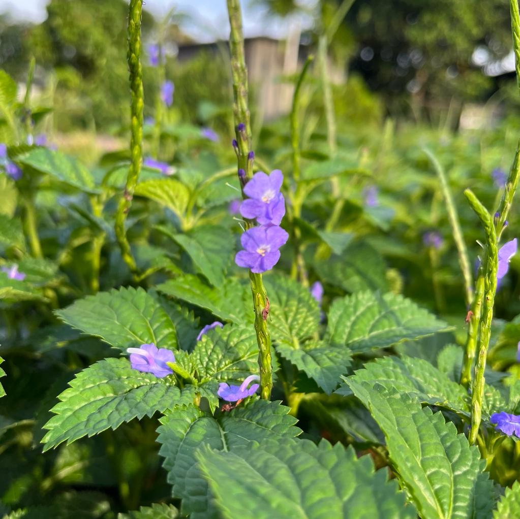 snake weed plant Stachytarpheta Jamaicensis (玉龍鞭), Snake Weed (0.35m) – IM Garden Mart