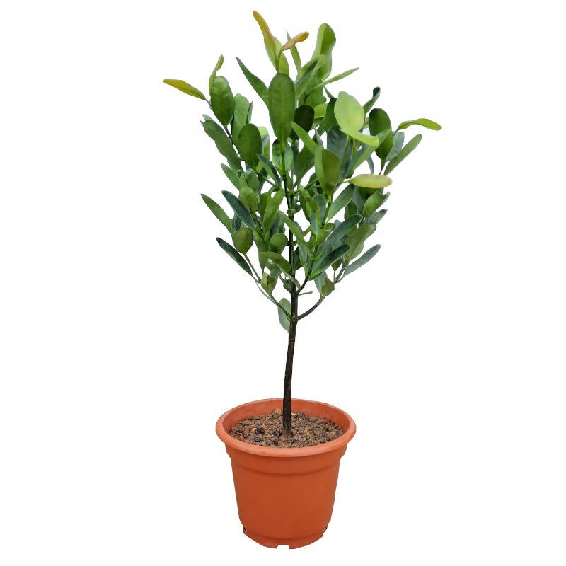 Garcinia subelliptica, Happiness tree (1.3m) – IM Garden Mart