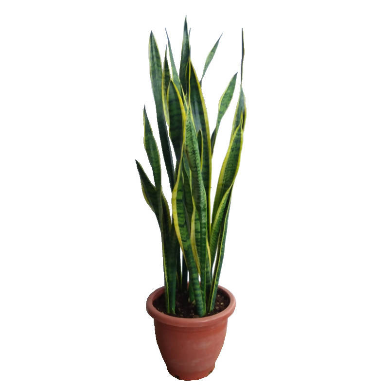 ikea snake plants Variegated Snake Plant – IM Garden Mart