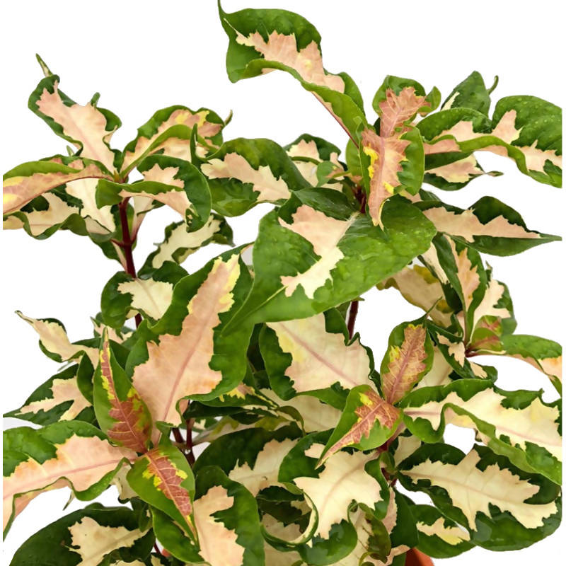 caricature plant indoor Graptophyllum pictum 'Roseum Variegatum', Caricature Plant (0.45m) – IM Garden Mart
