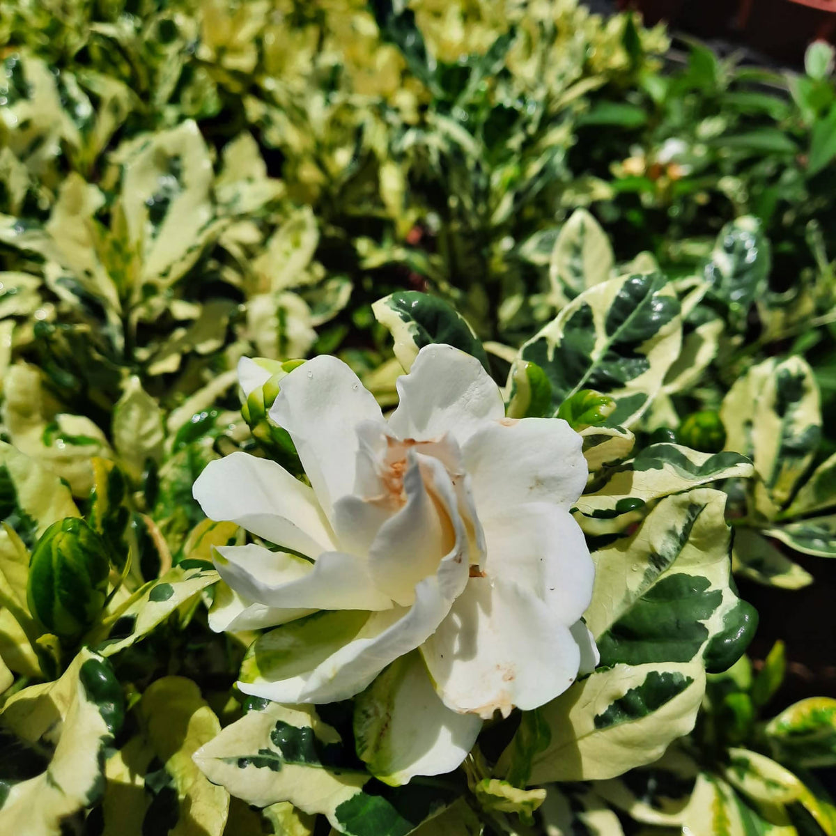 Gardenia jasminoides 'Variegata', Gardenia augusta (0.7m) – IM Garden Mart