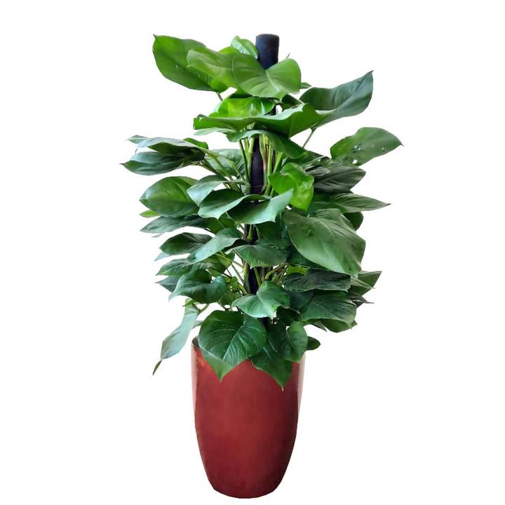 pothos 植物 Epipremnum Aureum, Money Plant, Pothos in Design Pot (1.6m) – IM Garden Mart