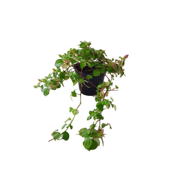 spanish shawl plant hanging Dissotis rotundifolia, Spanish Shawl, Pinklady (0.4m) – IM Garden Mart
