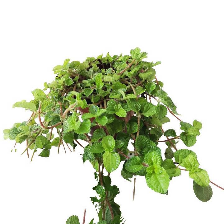indoor charlie plant Pilea nummulariifolia, Creeping Charlie (0.4m) – IM Garden Mart