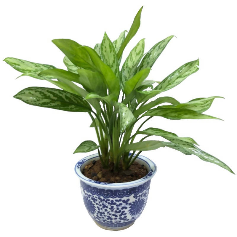 aglaonema silver queen nombre comun Aglaonema 'Silver Queen' – IM Garden Mart