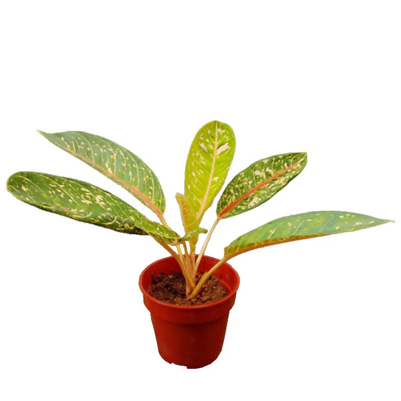aglaonema adelia Aglaonema 'Adelia' – IM Garden Mart
